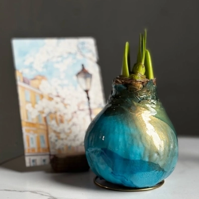 Луковица амариллиса в воске цвета лазурный Луковица амариллиса в воске цвета лазурный