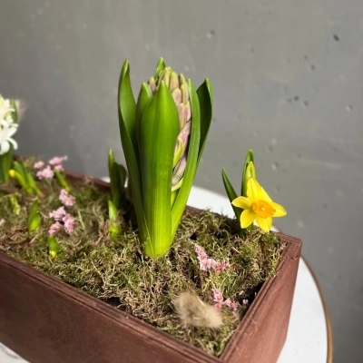Деревянное кашпо с гиацинтами и нарциссами