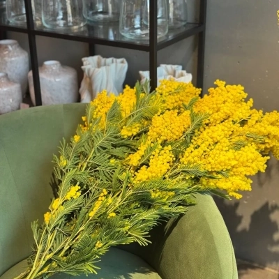 Охапка итальянской мимозы