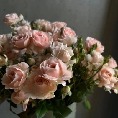 Охапка персиковых кустовых роз в ведре Охапка персиковых кустовых роз в ведре