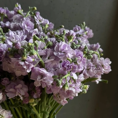 Охапка сиреневой маттиолы в ведре