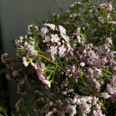 Охапка веточек хамелациума в ведре Охапка веточек хамелациума в ведре