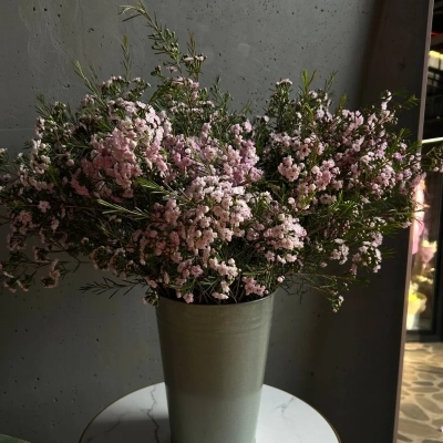 Охапка веточек хамелациума в ведре Охапка веточек хамелациума в ведре