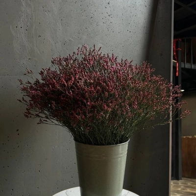 Охапка цветущих веток лимониума в ведре