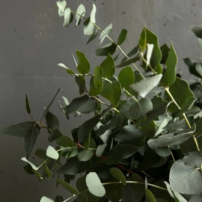 Охапка веточек эвкалипта в ведре