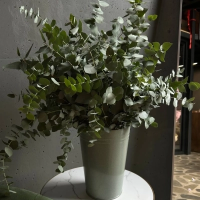 Охапка веточек эвкалипта в ведре