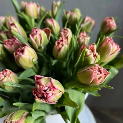 Охапка розовых тюльпанов в ведре