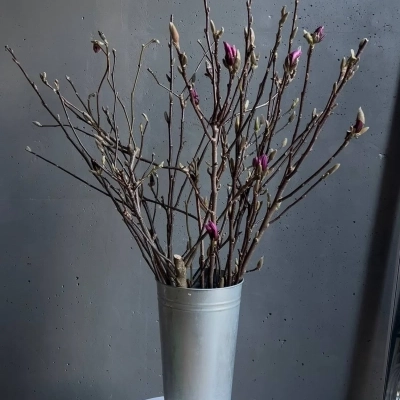 Ветки магнолии