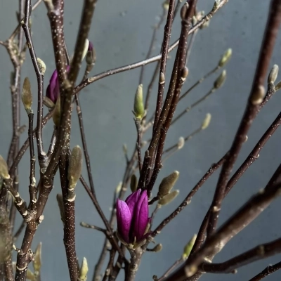 Ветки магнолии