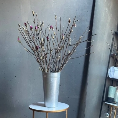 Ветки магнолии