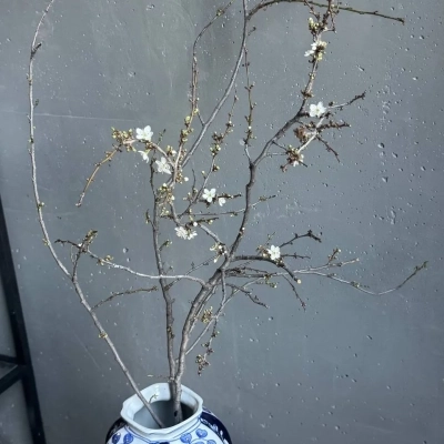 Ветки айвы для декорирования интерьера