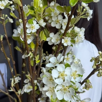 Цветущие ветки груши из Краснодарского края Цветущие ветки груши из Краснодарского края