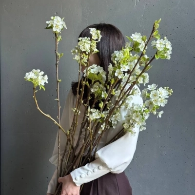 Цветущие ветки груши из Краснодарского края