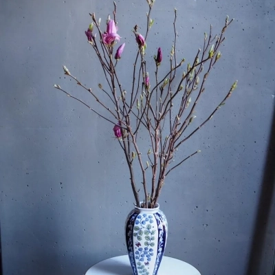 Ветки магнолии Ветки магнолии