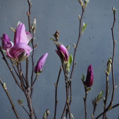 Ветки магнолии Ветки магнолии