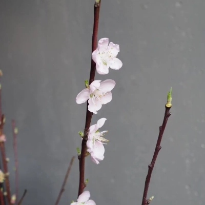 Ветки вишни для декорирования интерьера