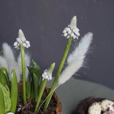 Плетёная корзиночка с мускари, гиацинтами и тюльпанами