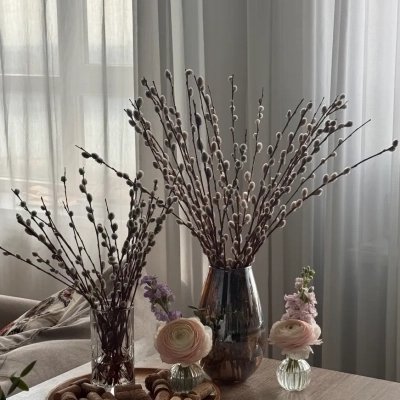 Веточки нежной вербы (саликс) 