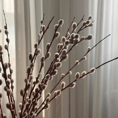 Веточки нежной вербы (саликс) 