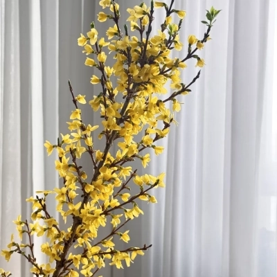 Ветки форзиции