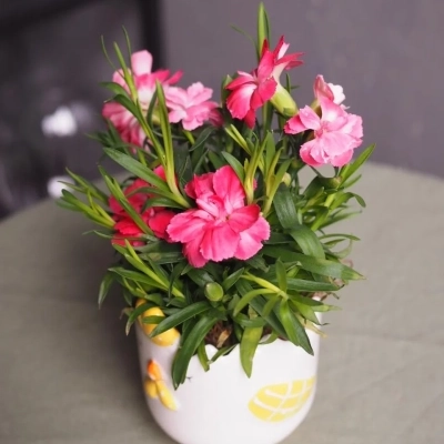 Кашпо "Цыпа" с кустовой гвоздикой