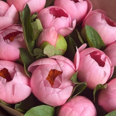 Пионы сорта "Salmon"