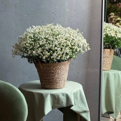 Корзина кустовых полевых ромашек