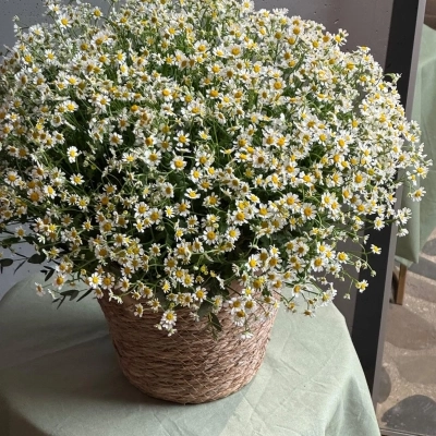 Корзина кустовых полевых ромашек