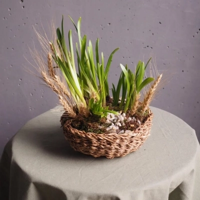 Первоцветы в плетёной корзинке с колосками пшеницы