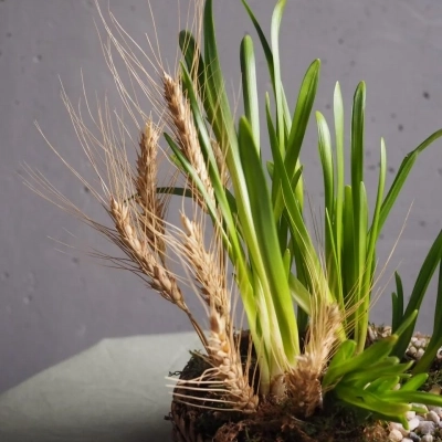 Первоцветы в плетёной корзинке с колосками пшеницы