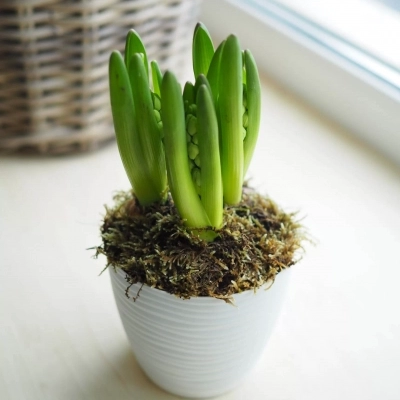 Гиацинты в горшочке 